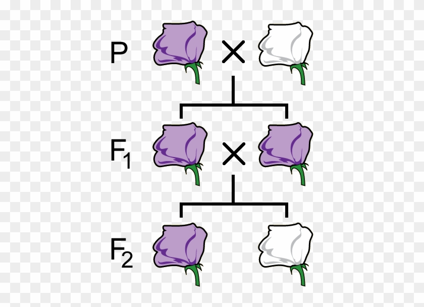 Inheritance Of Flower - Inheritance Of Flower #474843