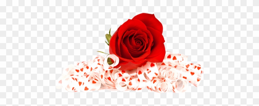 Download Red Rose Png Image - Flowers Red Rose Png #475986