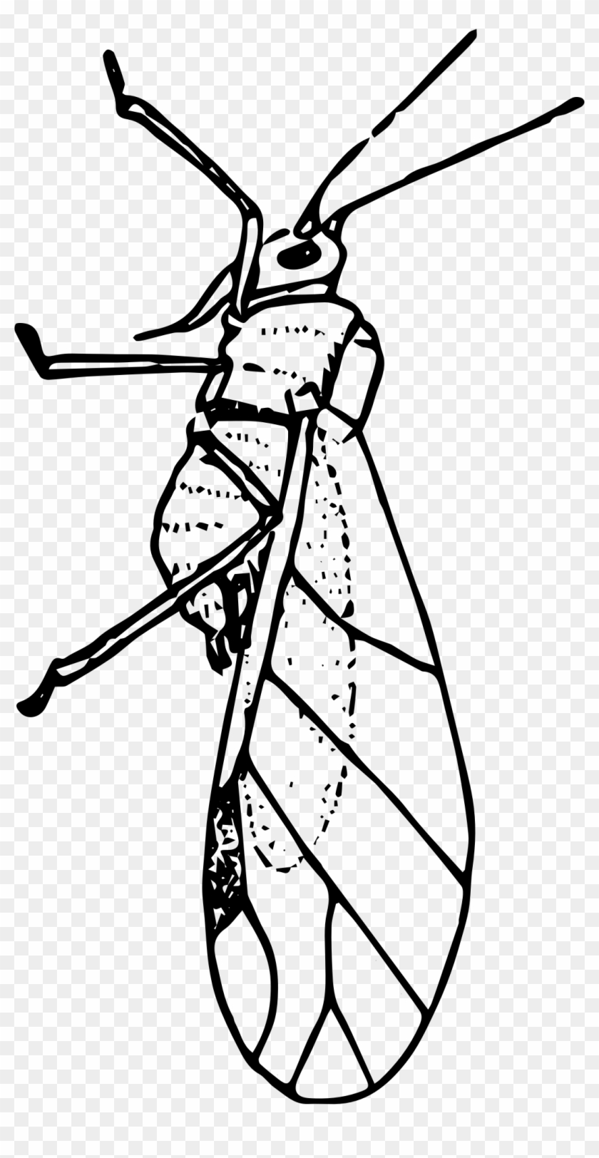 Clipart - Aphid Clipart #478708