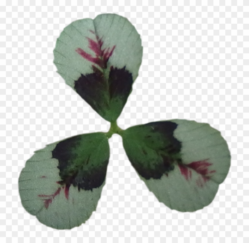 クローバー ティントルージュ 葉 切り抜き 画像 - Four-leaf Clover #483067