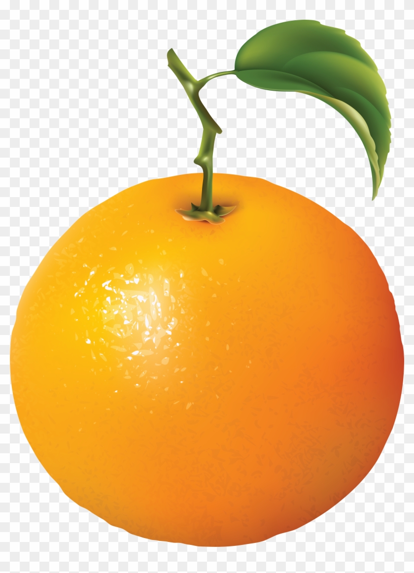 Orange Clipart Transparent Background - ผล ไม้ ส้ม ลาย เส้น #485016