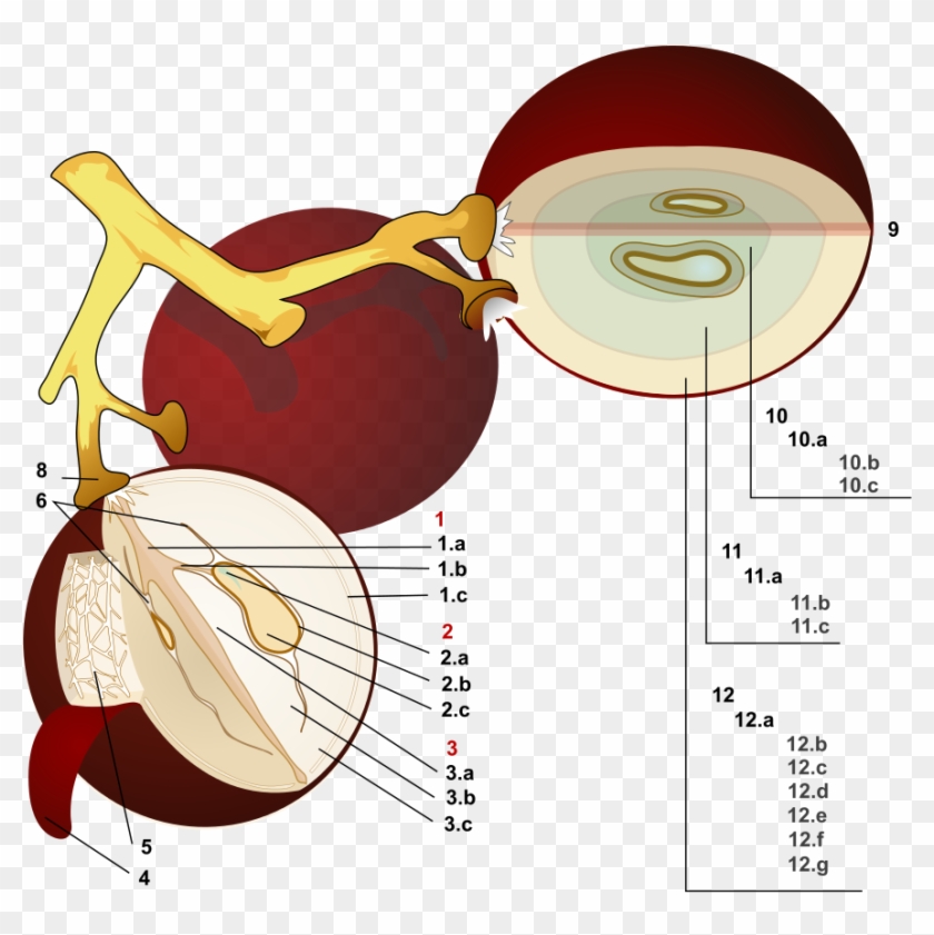 Open - Anatomy Of A Grape #487179