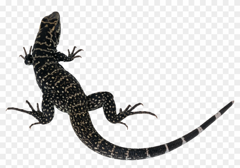 Best Free Lizard Png Icon - Lizard Silhouette #487849