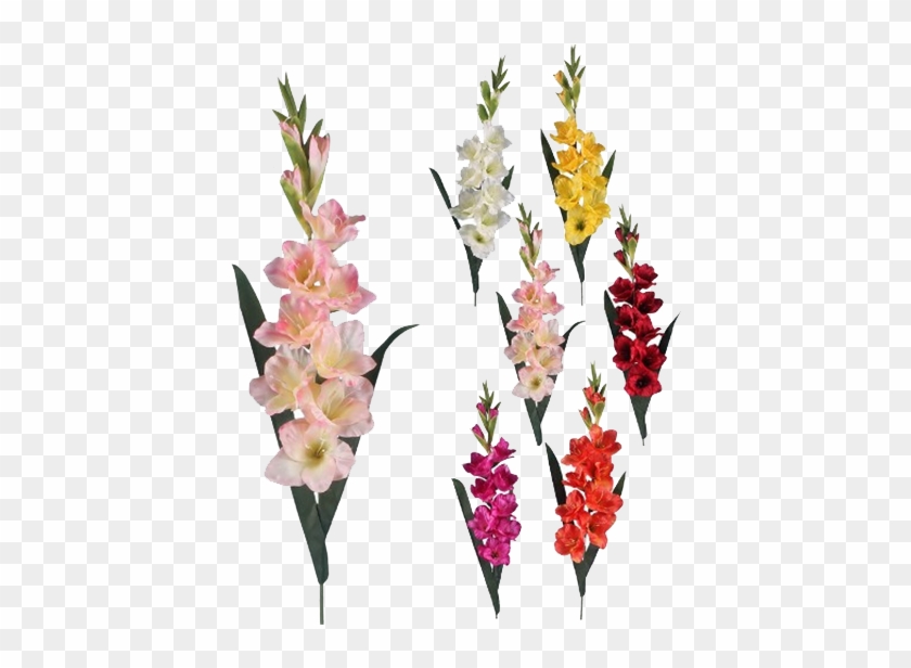 Gladiolus Png #491849