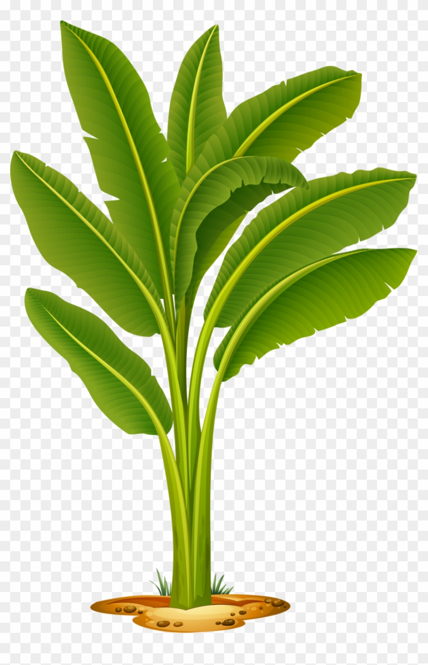 Яндекс - Фотки - Banana Tree Vector - Free Transparent PNG Clipart