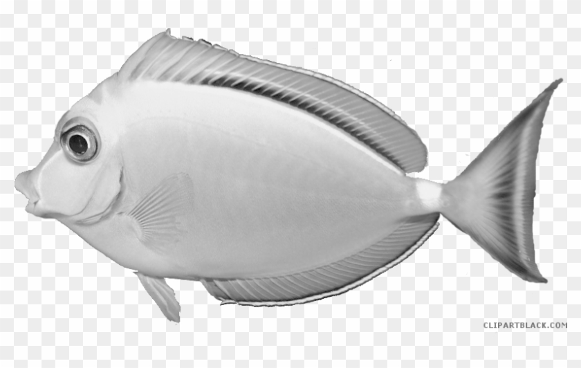 Fish Animal Free Black White Clipart Images Clipartblack - Pomacentridae #507345