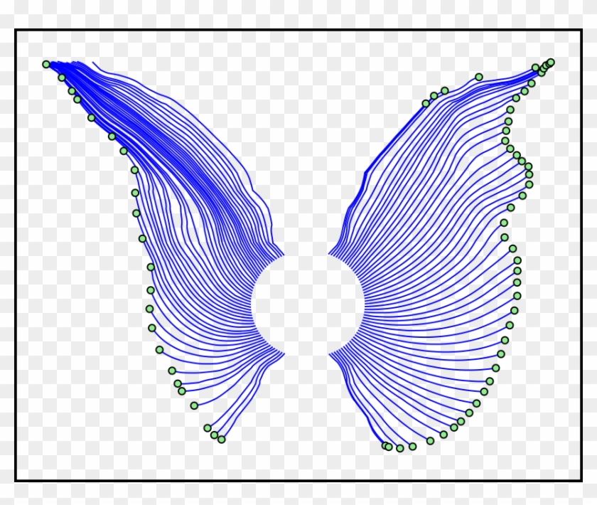 Butterfly - - Movement Of Butterfly's Wings #511030