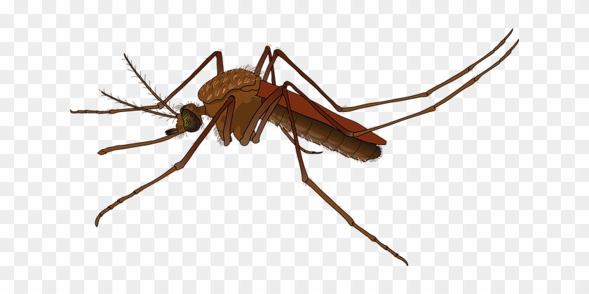 Brazil Health Mosquito News Virus Who Mosq - Difference Between Male And Female Mosquitoes #514247