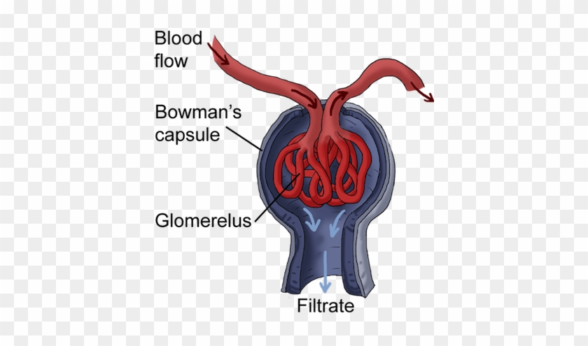 Pathway Through Kidney - Bowman's Capsule In Kidney #517547