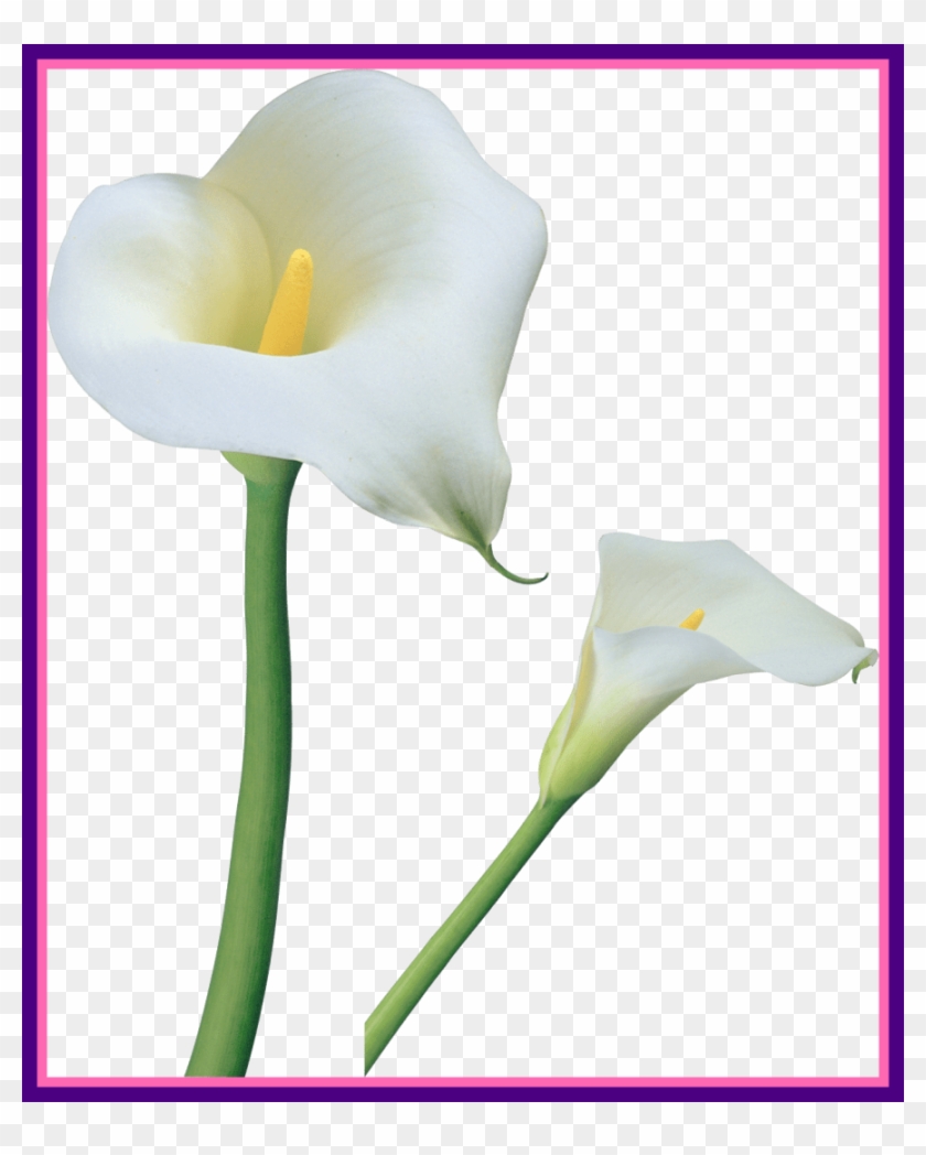 Incredible Transparent Calla Lilies Png Clipart Gallery - White Calla Lilies Png #518387