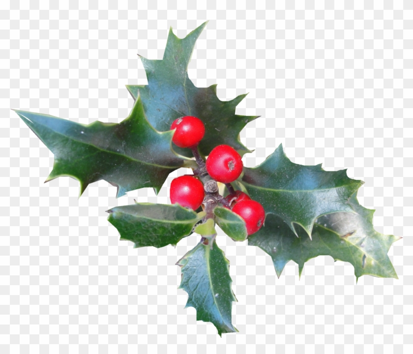 Common Holly Aquifoliales Christmas Ilex Crenata Plant - Common Holly Aquifoliales Christmas Ilex Crenata Plant #529633