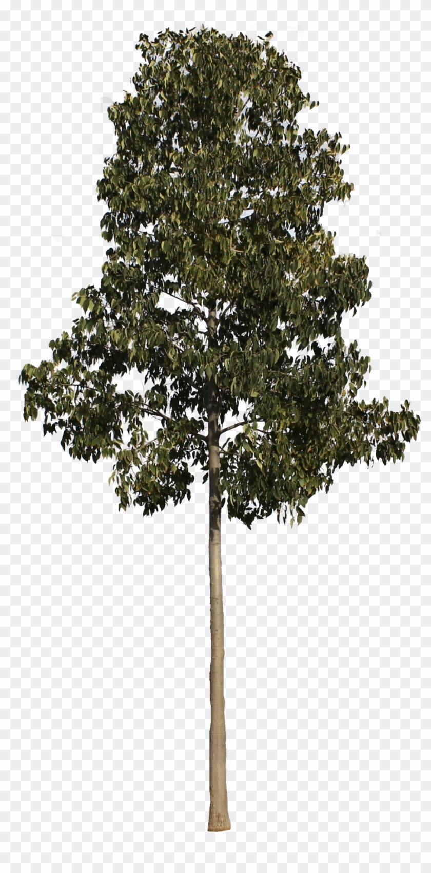 Árbol Png - Arboles Png Alzado - Free Transparent PNG Clipart Images  Download