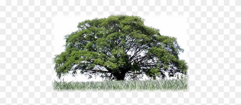 Arbol De Guanacaste-1 - Enterolobium Cyclocarpum #530323