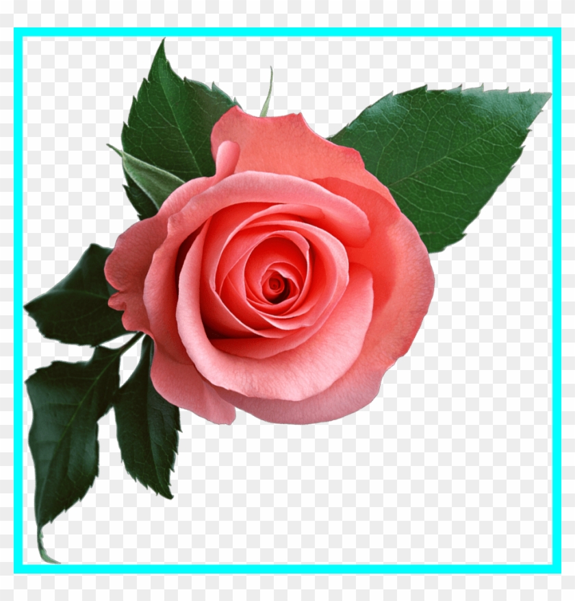 Beautiful Rose Flower Beautiful Pink Rose Flower Bouquet - Rose Flower Png #533104