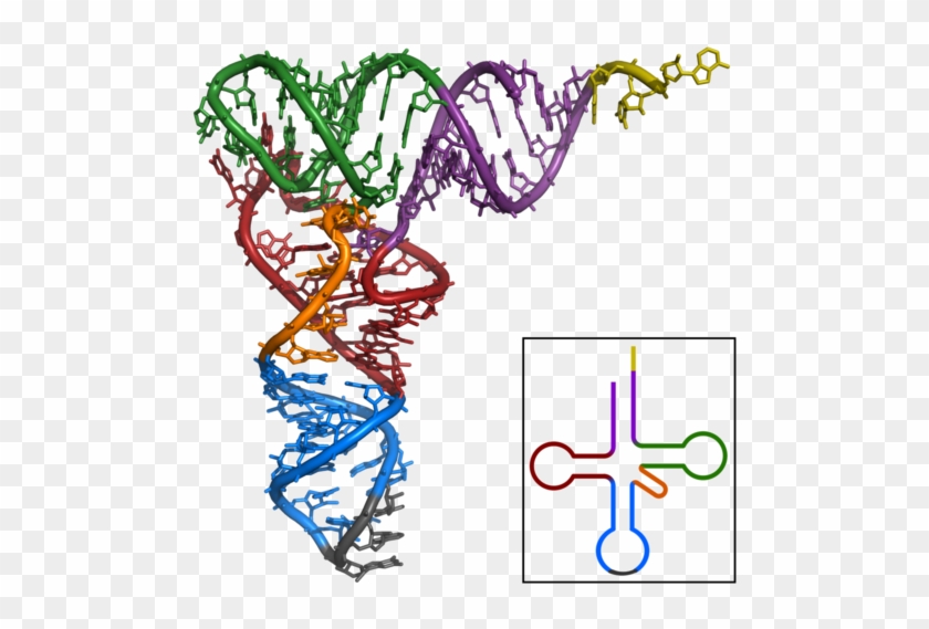 The Cloverleaf Structure Of Yeast Trnaphe And The 3d - Estructura Terciaria Del Arn #533959