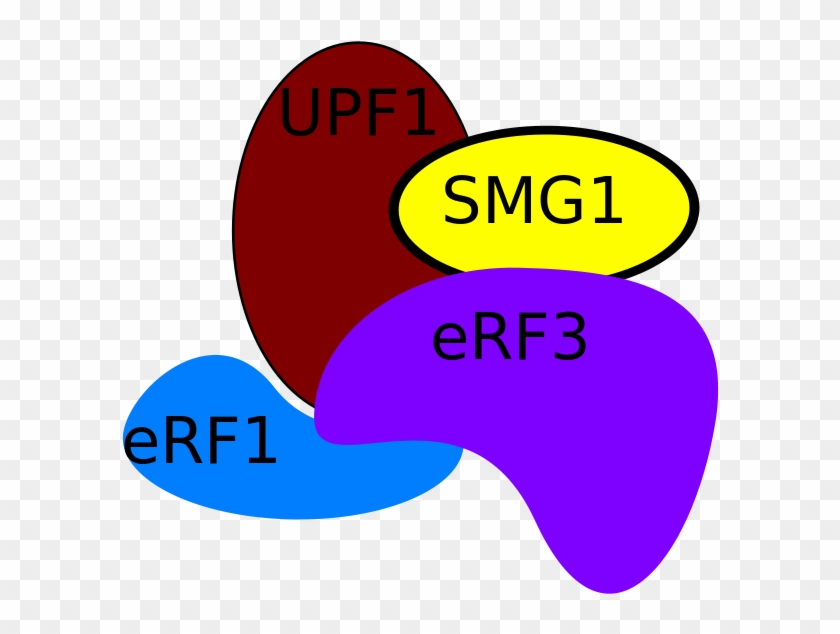 Protein Components - - Protein Components - #534125