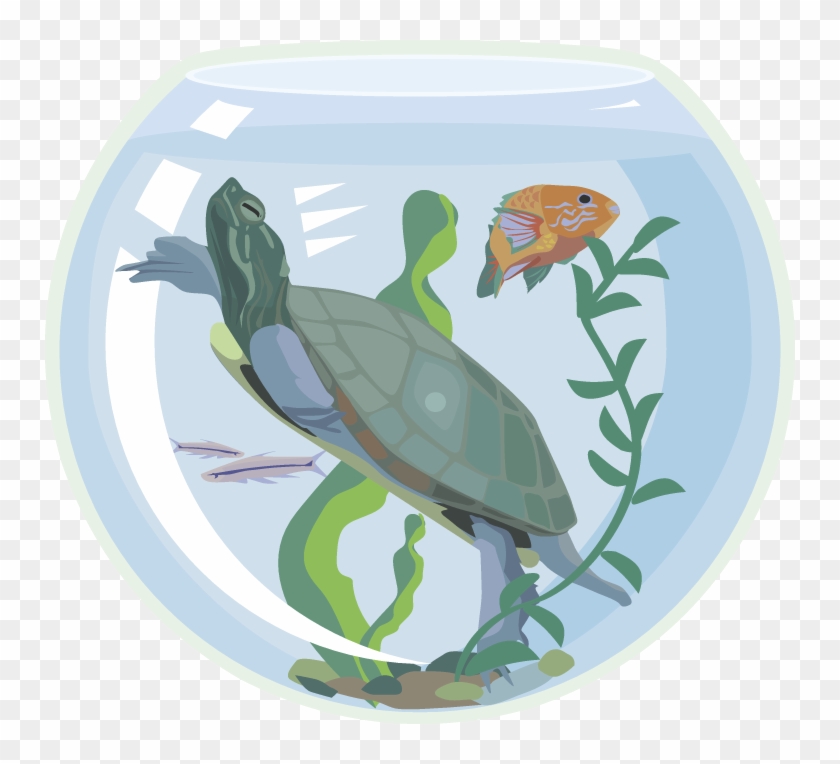 Turtle Aquarium - Sea Turtle #541061