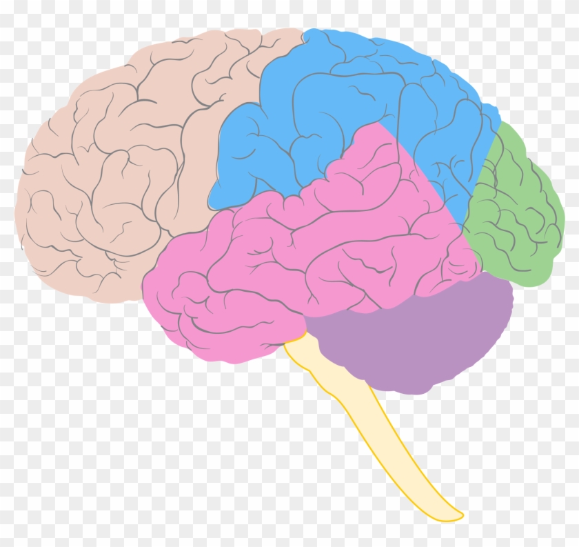 unlabeled brain model