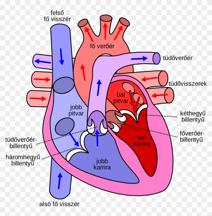 Download File Diagram Of The Human Heart Hu Svg Wikipedia Rh Direction Of Blood Through The Heart Free Transparent Png Clipart Images Download