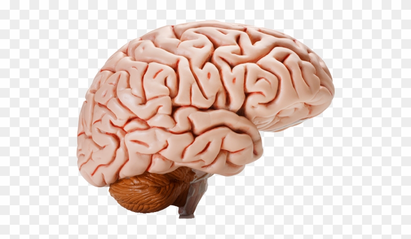 Human Brain Clipart Transparent Background - bmp-jelly