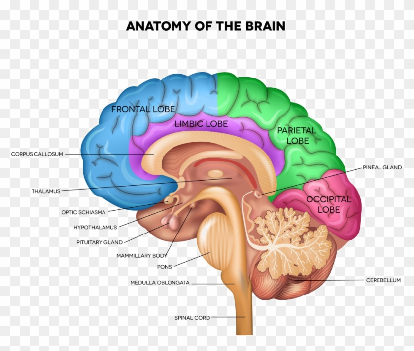 Brain Png Pic - Brain Thalamus #542975