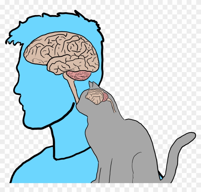 Cat Brain - Cat Brain #543654