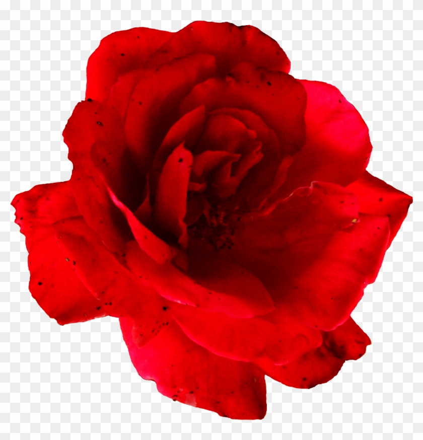 Rose Png Transparent Images - Map #552758