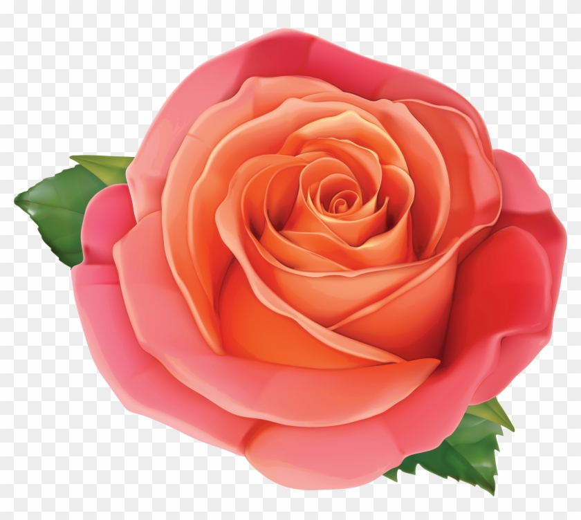 Pink Rose Clipart Orange Rose - Orange Rose Clipart Png #552769