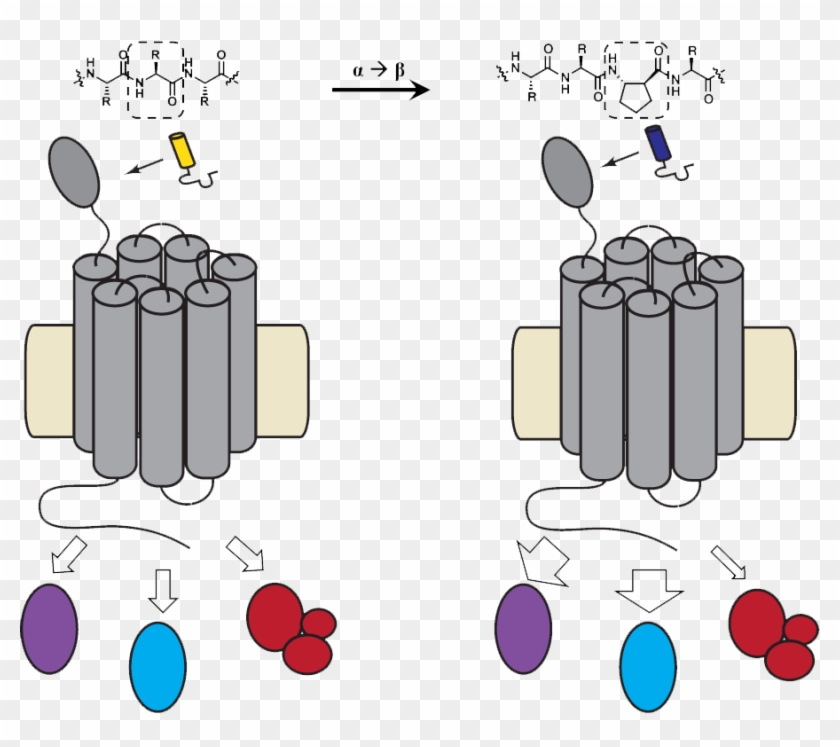 Activation Of Gpcrs By Their Cognate Agonists Leads - Activation Of Gpcrs By Their Cognate Agonists Leads #562134