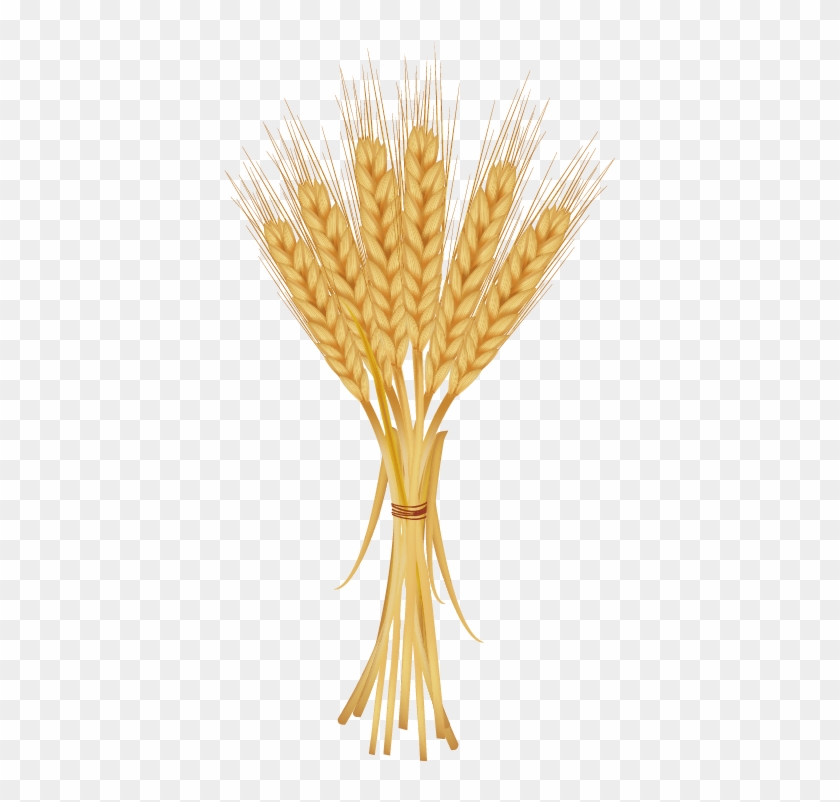 Common Wheat Ear Clip Art - Common Wheat Ear Clip Art #568212