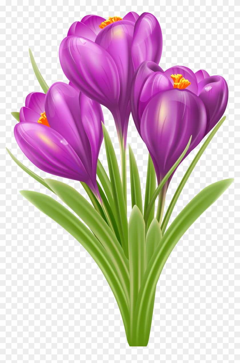 Crocus Clipart Spring Free - Krokusy Rysunek #570919