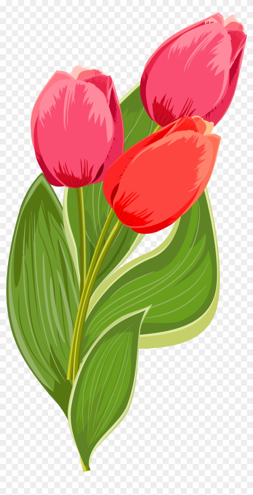 рисунки тюльпанов фото