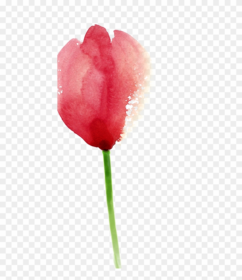 Tulip Painting Pink - Tulip Painting Pink #574061