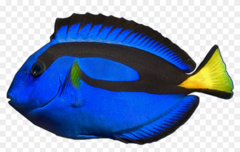 Blue Hippo Tang - Coral Reef Fish #578982