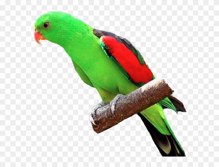 Crimson Winged Parrot Parrot On Branch Png Free Transparent Png Clipart Images Download - parrot wings roblox free