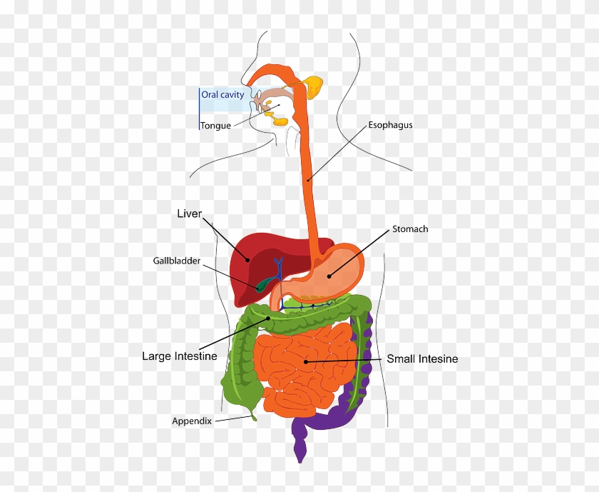 Picture7 - Size Of Your Stomach #579964