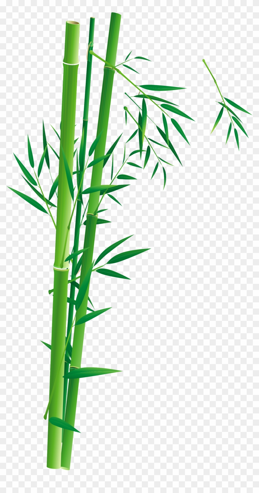 Bamboo Poster Bambusa Oldhamii Illustration - Bamboo #581371