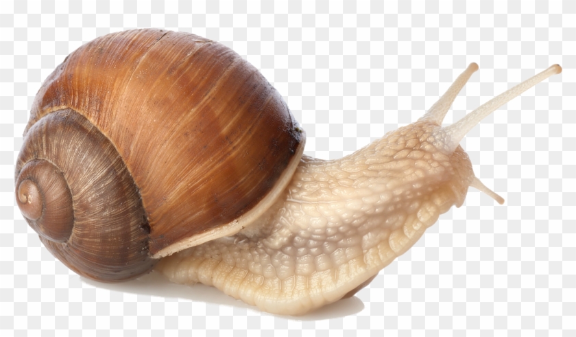 Snail Png - Snail Transparent Background #581877