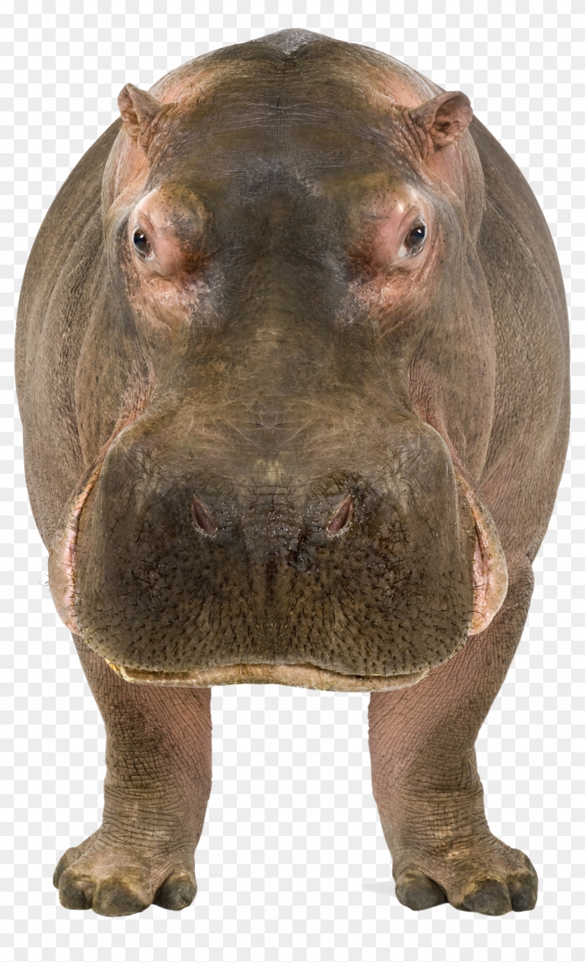 Hippo Png - Hippo Front And Side View #581913