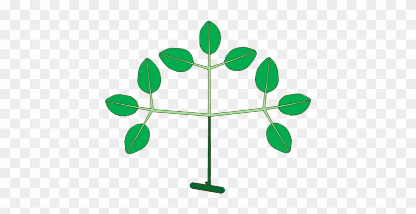 Structure Of A Biternate Compound Leaf - Structure Of A Biternate Compound Leaf #584148