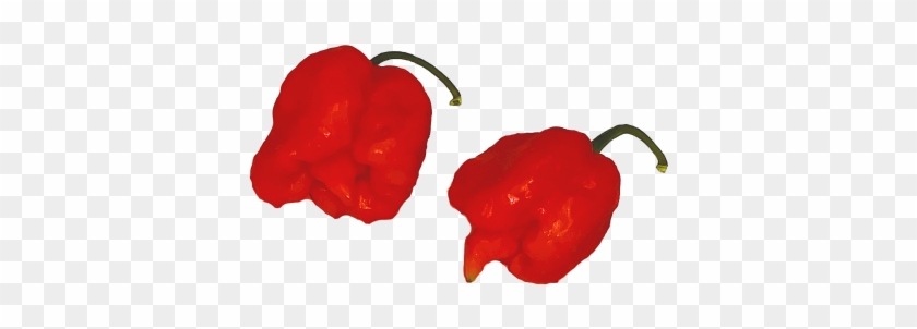 Carolina Reaper - Illustration #584312