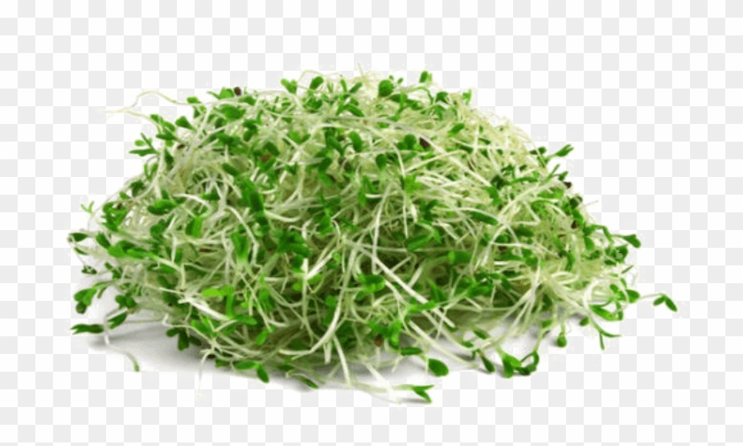 Download Png Image Report - Alfalfa Sprouts #587064