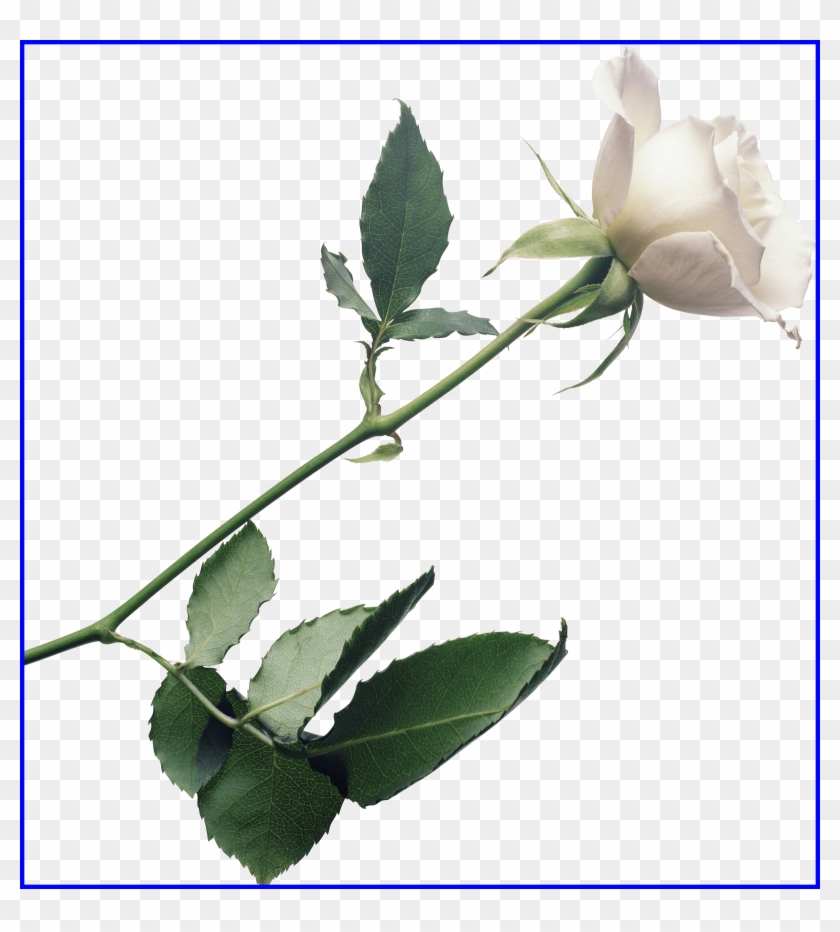 Inspiring White Rose Png Image Flower Picture Transparent - Johnny Mathis / Love Songs #593068