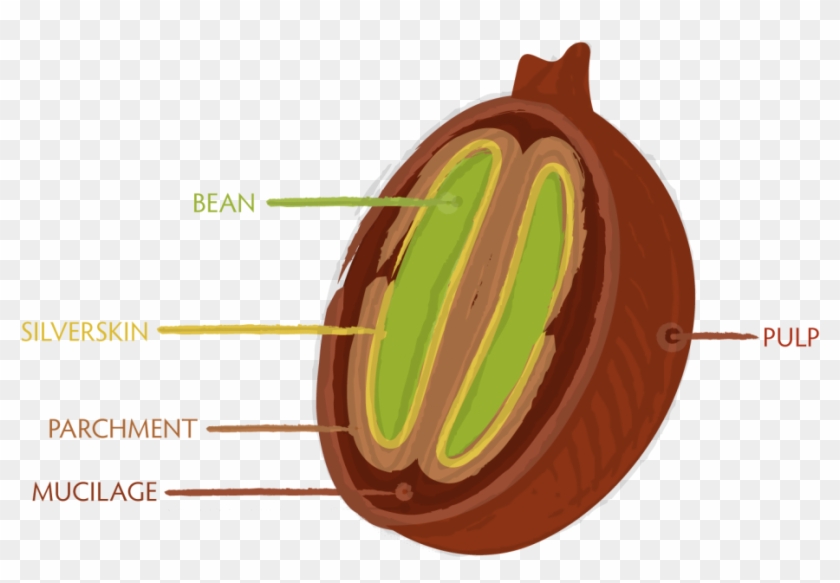 Coffee Bean Cross Section - 咖啡 豆 剖面 #614474