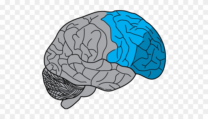 Prefrontal Cortex - Prefrontal Cortex #615251