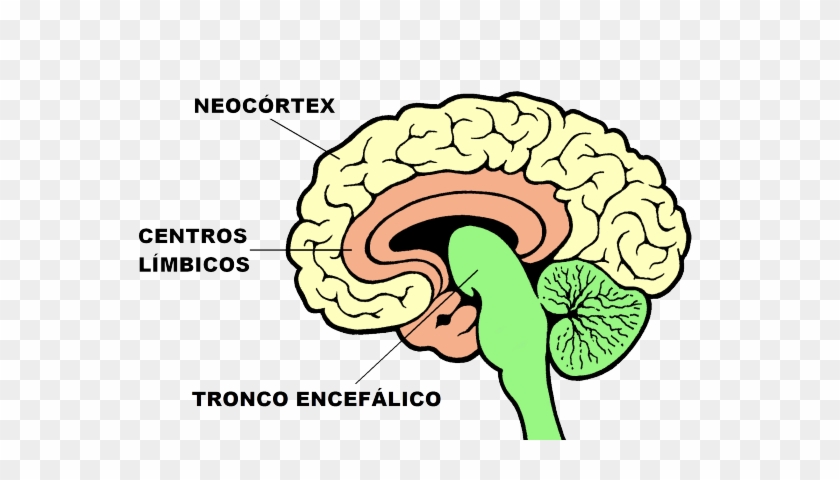 Cerebro Sección 7 Transp - Tronco Encefalico Y Neocortex #615259