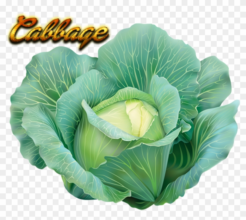 Cabbage Png Pic - Cabbage Clipart #630309