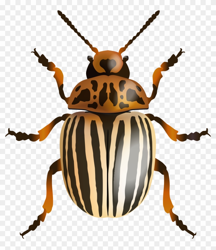 Beetle Png Clip Art Image - Beetle Png Clip Art Image #120634