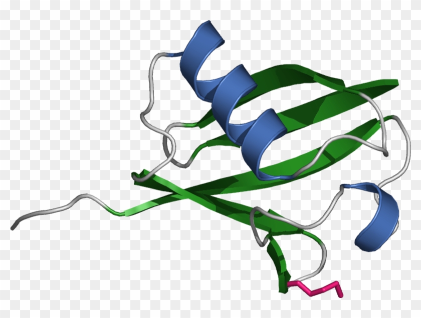 Chen Has Dedicated Much Of His Career To Studying The - Ubiquitin #634645