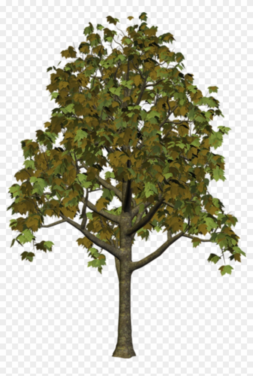 Tree Clipart - High Quality Tree Png #635930